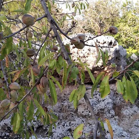 Masseria Artemisia *